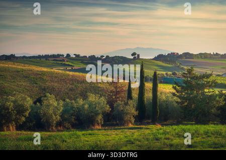 Vista dell'ora d'oro sulle dolci colline della campagna toscana vicino a Bibbona. Cipresso e ulivi in primo piano e all'Isola d'Elba Foto Stock