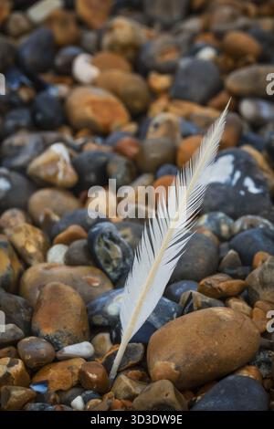 Piume bianche su peebles sul sassoso Beach sulla costa inglese Foto Stock