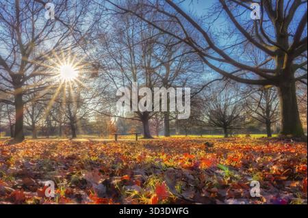 Variopinto caduto foglie in Regents Park in autunno Foto Stock