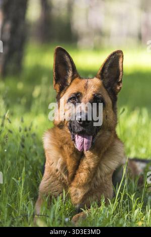 Puro pastore tedesco cane posa sull'erba Foto Stock
