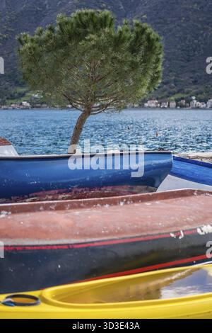 Albero solitario sulla riva e colorati ponti laterali delle piccole barche da pesca sulla riva della città di Perast, la baia di Cattaro, Montenegro Foto Stock