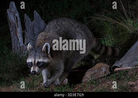 Raccoon che va a foraggio di notte. Foto Stock