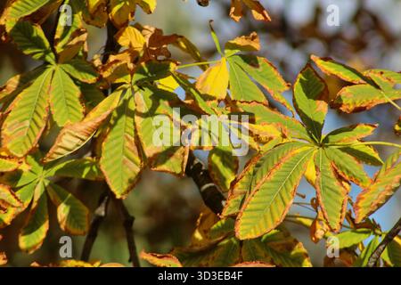 Vista dettagliata delle foglie di ippocastano che mostrano sfumature gialle e marroni, simboleggiano l'arrivo dell'autunno. Foto Stock