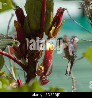 Primo piano di un colibrì inca con colletto (Coeligena torquata) che alza mentre si nutre di un vibrante fiore tropicale tubolare rosso e giallo. Un vivido displ Foto Stock