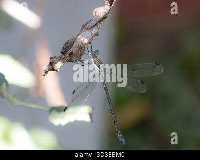Foto macro dettagliata di una Damselfly (Order Odonata) appesa al rovescio da una foglia marrone secca. Foto Stock