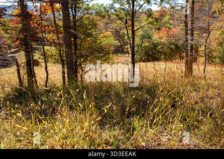 Scene autunnali sui sentieri dell'autostrada 311, tra cui l'Appalachian Trail nella contea di Roanoke, Virginia Foto Stock