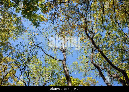 Scene autunnali sui sentieri dell'autostrada 311, tra cui l'Appalachian Trail nella contea di Roanoke, Virginia Foto Stock