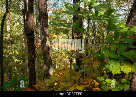 Scene autunnali sui sentieri dell'autostrada 311, tra cui l'Appalachian Trail nella contea di Roanoke, Virginia Foto Stock