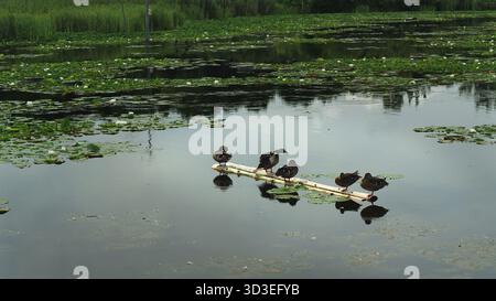 Gruppo di anatre che si crogiolano su un ramo galleggiante sulla palude al sole Foto Stock