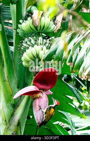 Pianta tropicale di banane con banane verdi, fiori rossi e uccello fiamma con rugole nere nel giardino lussureggiante Foto Stock