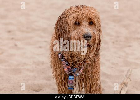 Ritratto di Un Labradoodle bruno dai capelli ricci o di Un cane Cavapoo sulla spiaggia all'aperto in riva al mare, lana bagnata Foto Stock