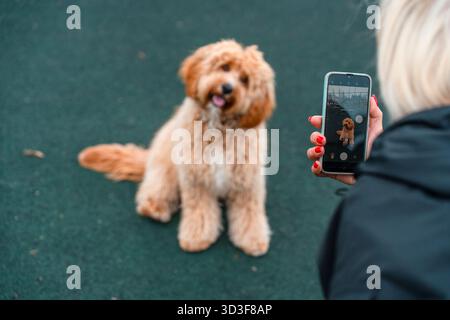 Un Labradoodle bruno dai capelli ricci o un cane Cavapoo presso il campo di allenamento all'aperto. La razza del cane è un incrocio tra un barboncino. Foto Stock