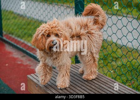 Un Labradoodle bruno dai capelli ricci o un cane Cavapoo presso il campo di allenamento all'aperto. La razza del cane è un incrocio tra un barboncino. Foto Stock