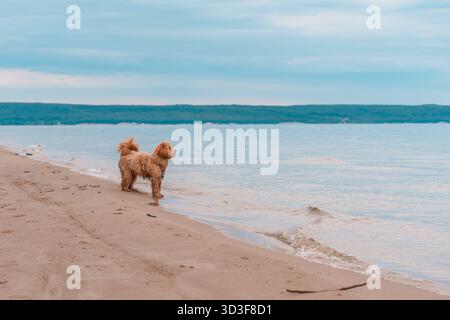 Ritratto di Un Labradoodle bruno dai capelli ricci o di Un cane Cavapoo sulla spiaggia all'aperto in riva al mare, lana bagnata Foto Stock