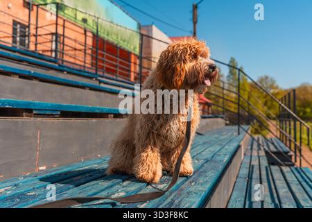 Il cane bruno riccio della razza Labradoodle o Cavapoo siede sui sedili dei tifosi dello stadio. La razza del cane è un incrocio tra un barboncino. Foto Stock