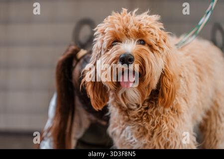 Un cane bruno dai capelli ricci della razza Labradoodle o Cavapoo viene allevato in un salone di cura del corpo. La razza del cane è un incrocio tra un barboncino. Foto Stock