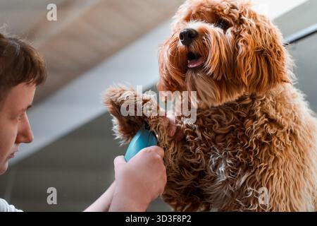 Un cane bruno dai capelli ricci della razza Labradoodle o Cavapoo viene allevato in un salone di cura del corpo. La razza del cane è un incrocio tra un barboncino. Foto Stock