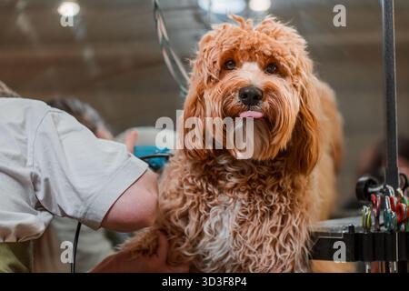 Un cane bruno dai capelli ricci della razza Labradoodle o Cavapoo viene allevato in un salone di cura del corpo. La razza del cane è un incrocio tra un barboncino. Foto Stock