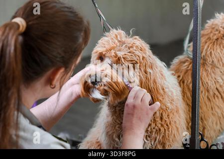 Un cane bruno dai capelli ricci della razza Labradoodle o Cavapoo viene allevato in un salone di cura del corpo. La razza del cane è un incrocio tra un barboncino. Foto Stock