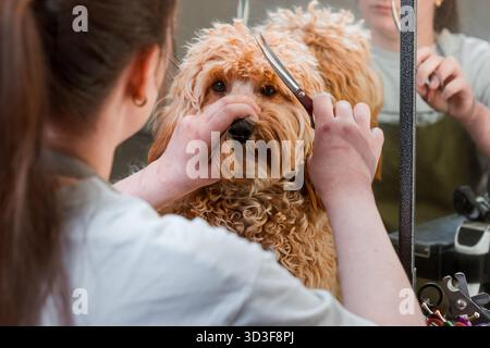 Un cane bruno dai capelli ricci della razza Labradoodle o Cavapoo viene allevato in un salone di cura del corpo. La razza del cane è un incrocio tra un barboncino. Foto Stock