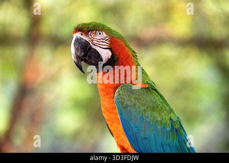 Colorato Ritratto del pappagallo di Macao con piume verdi, rosse e blu nell'habitat tropicale Foto Stock