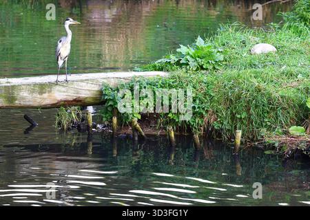Heron grigio appollaiato su un tronco di acqua calma Foto Stock