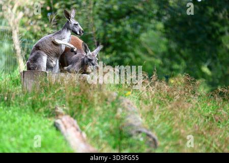 Canguri che riposano in un habitat naturale erboso Foto Stock