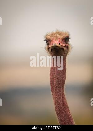 Struzzo comune nella savana del Kenya Foto Stock