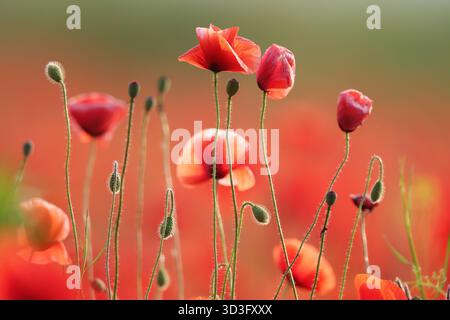Uno splendido campo di papaveri rossi in piena fioritura cattura l'essenza della primavera. I delicati petali e gli steli sottili creano un'incantevole visualizzazione di vi Foto Stock