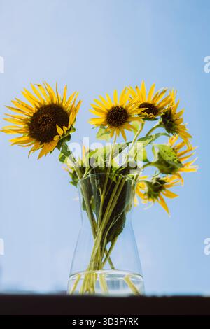 Fiori di girasoli luminosi in un vaso di vetro siedono su un davanzale illuminato dal sole, proiettando vivaci ombre contro un cielo azzurro limpido, creando un'atmosfera allegra e vibrante Foto Stock