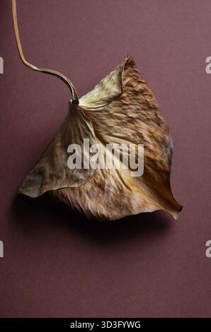 Una foto macro dettagliata cattura la texture unica di una foglia secca, mostrando i suoi intricati motivi su uno sfondo scuro. Le vene della foglia Foto Stock