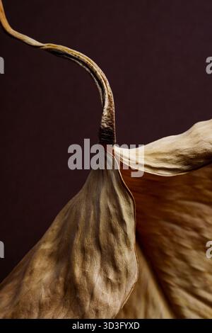 Una foto macro dettagliata di una foglia secca testurizzata, che mostra i suoi motivi intricati e le sfumature terrose su uno sfondo marrone profondo, Hi Foto Stock