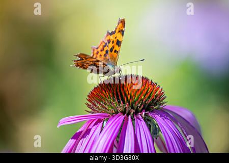 farfalla virgola su fiore echinacea Foto Stock