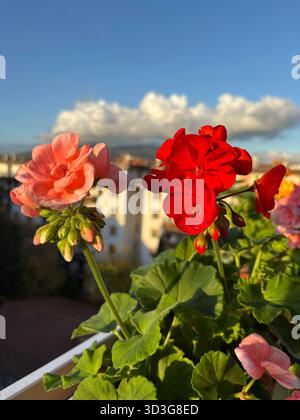 Fiori di geranio rosa e rosso che crescono sul balcone. Perfetto per temi floreali e botanici. Un'idea di giardinaggio. Foto Stock