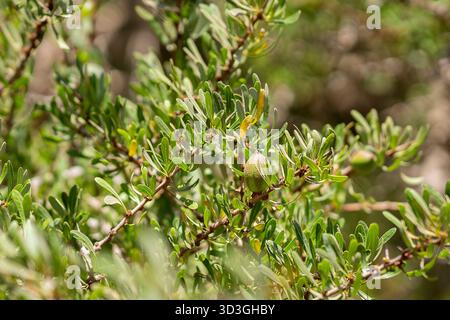 Frutta di Argan (Argania spinosa). Albero di Argan che porta frutti di maturazione. L'albero di argan è endemico della valle semi-desertica di Sous in Marocco. Foto Stock
