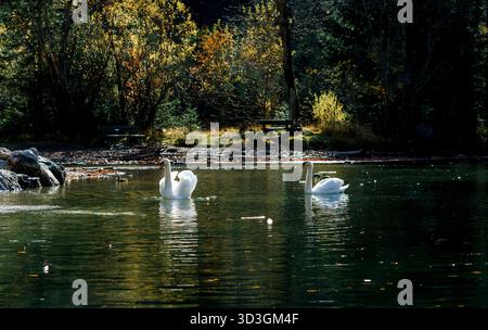 I graziosi cigni bianchi scivolano attraverso il tranquillo lago verde, i loro riflessi si riflettono perfettamente nell'acqua. Sullo sfondo è presente una lussureggiante vegetazione autunnale. Foto Stock