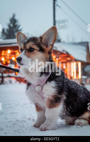 Un piccolo cucciolo di corgi in una passeggiata invernale. Foto Stock