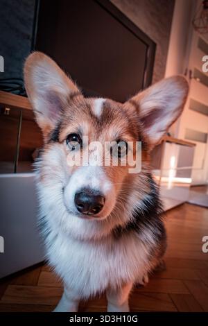 Un adorabile cane corgi pembroke con grandi occhi e orecchie. Foto Stock