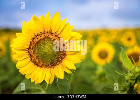 Sunflower Field Virginia Countryside // VIRGINIA, Stati Uniti - Un vivace girasole giallo (Helianthus annuus) è presente in un vasto campo. Il campo si estende in lontananza, riempito di numerosi altri girasoli. I campi di girasole sono una caratteristica comune nella campagna della Virginia, in particolare durante i mesi estivi. Questi campi sono spesso coltivati per i loro semi e olio, e servono anche come popolari destinazioni agrituristiche. La Virginia è uno stato situato sulla costa orientale degli Stati Uniti. Foto Stock