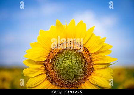 Sunflower Field Virginia Countryside // VIRGINIA, Stati Uniti - Un vivace girasole giallo è ben visibile in una vista ravvicinata, che mostra la sua grande testa e l'intricato motivo a spirale dei suoi fiori. Questo girasole fa parte di un vasto campo nella campagna della Virginia, con altri girasoli sfocati visibili sullo sfondo. I girasoli (Helianthus annuus) sono ampiamente coltivati per i loro semi e olio commestibili. Questi campi agricoli sono attrazioni popolari durante la stagione estiva della fioritura della regione. Foto Stock