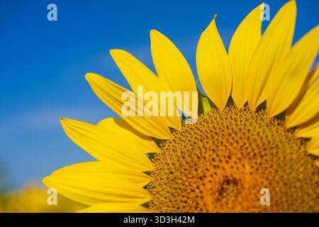 Sunflower Field Virginia Countryside // VIRGINIA, Stati Uniti — Un girasole giallo vibrante, membro della specie Helianthus annuus, è mostrato in una vista ravvicinata, evidenziando i suoi petali e i fiori a disco centrali. I girasoli sono ampiamente coltivati per i loro semi e olio commestibili, e sono noti per il loro eliotropismo. Questo girasole fa parte di un campo comunemente presente nei paesaggi agricoli della campagna della Virginia. Questi campi contribuiscono all'economia rurale e alla bellezza naturale dello stato americano della Virginia, noto per la sua varia geografia. Foto Stock