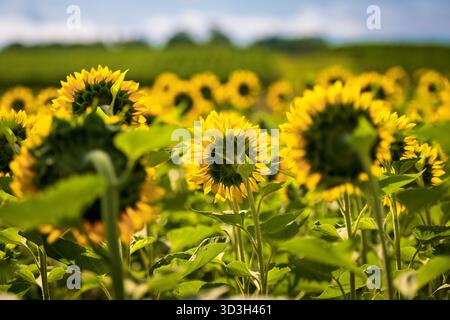 Sunflower Field Virginia Countryside // VIRGINIA, Stati Uniti - Un campo di girasoli nella campagna della Virginia presenta numerose piante, molte delle quali con le spalle rivolte verso lo spettatore. I girasoli (Helianthus annuus) sono ampiamente coltivati per i loro semi commestibili, l'olio e come colture ornamentali. Questi vibranti paesaggi agricoli sono uno spettacolo comune nella Virginia rurale, contribuendo al diversificato settore agricolo dello stato. Lo stato medio-Atlantico della Virginia è noto per la sua ricca storia e la topografia variegata, dove questi campi attirano spesso i visitatori. Foto Stock