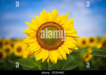 Sunflower Field Virginia Countryside // VIRGINIA, Stati Uniti - Un vivace girasole (Helianthus annuus) è in primo piano, parte di un vasto campo di girasoli in fiore. Questi campi coltivati sono una popolare attrazione agricola e paesaggistica nella campagna della Virginia. In genere raggiungono il picco di fioritura a fine estate, attirando visitatori e fotografi. I girasoli sono ampiamente coltivati per il loro prezioso olio, semi commestibili e scopi ornamentali. I paesaggi rurali della Virginia spesso mostrano scene agricole così pittoresche. Foto Stock