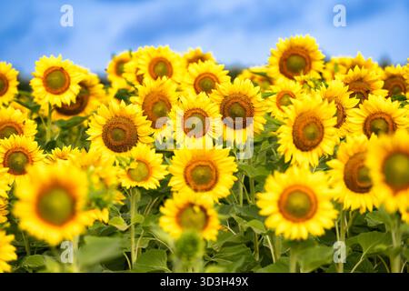 File di Girasoli nella Campagna della Virginia | NOKESVILLE, Va. — Girasoli maturi riempiono un campo a Burnside Farms a Nokesville, parte del festival Estate dei Girasoli della fattoria. A differenza delle piantine giovani che seguono il sole nel cielo, le teste di girasole mature si orientano verso est, una caratteristica che si pensa riscaldi il fiore più velocemente e attiri gli impollinatori più presto nel corso della giornata. La fattoria di raccolta propria pianta dozzine di varietà di girasoli sui suoi campi ogni estate. Foto Stock