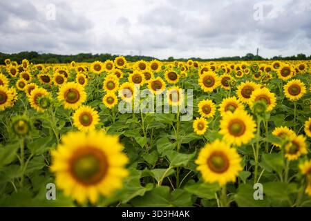 Sunflower Field Virginia Countryside // VIRGINIA, Stati Uniti — Un vasto campo di girasoli gialli luminosi (Helianthus annuus) è mostrato sotto un cielo nuvoloso nella campagna della Virginia. Queste grandi piante annuali sono originarie del Nord America e sono ampiamente coltivate per i loro semi e olio commestibili. I campi di girasole sono una delle attrazioni agricole più popolari nelle aree rurali, attirando spesso i visitatori durante la loro stagione di fioritura. Questo campo si trova in Virginia, uno stato noto per i suoi diversi paesaggi agricoli. Foto Stock