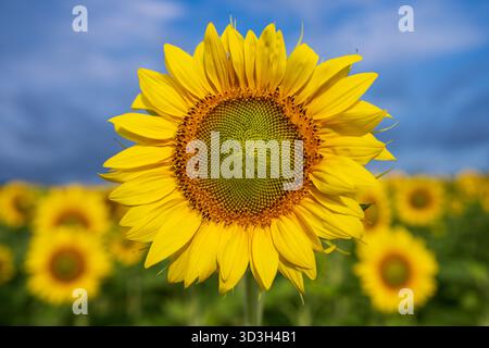 Girasole in fiore nella campagna della Virginia | NOKESVILLE, Va. — Una girasole si apre completamente al sole nei campi di autopick di Burnside Farms a Nokesville, Virginia, durante l’estate annuale dei girasoli della fattoria. L’operazione della famiglia Dawley, fondata nel 1995 come coltivatore all’ingrosso di fiori recisi, pianta più di 30 varietà di girasoli su una superficie che può raggiungere circa 78 acri (32 ettari) negli anni di picco. Foto Stock