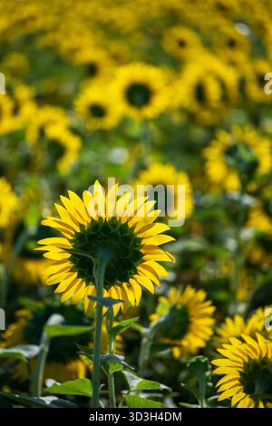 Sunflower Field Virginia Countryside // VIRGINIA, Stati Uniti - Un vivace campo di girasole si vede nella campagna della Virginia, con il dorso di un solo girasole prominente in primo piano. I girasoli (Helianthus annuus) sono ampiamente coltivati per il loro olio e semi commestibili, giocando un ruolo importante nell'agricoltura. Queste piante annuali sono note per le loro grandi teste di fiori gialli. Questi ampi campi sono una visione comune nei paesaggi agricoli in tutta la Virginia, sostenendo l'agricoltura locale e contribuendo all'economia dello stato. Foto Stock