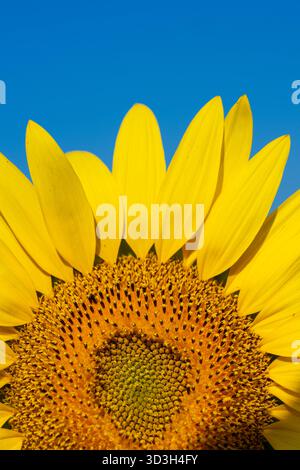 Sunflower Field Virginia Countryside // VIRGINIA - Un primo piano cattura i vibranti fiori di raggio giallo e l'intricato motivo dei fiori centrali a disco di una testa di girasole (Helianthus annuus). I girasoli sono una coltura agricola significativa, originaria del Nord America. Sono coltivati principalmente per i loro semi ricchi di olio e per i chicchi commestibili. Questa particolare pianta è osservata crescere in un campo all'interno della panoramica campagna della Virginia. La regione è conosciuta per le sue terre fertili e la produzione agricola diversificata, spesso caratterizzata da grandi campi di girasole durante i mesi estivi. Foto Stock