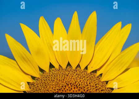 Sunflower Field Virginia Countryside // VIRGINIA, Stati Uniti - Una vista ravvicinata cattura i vivaci petali gialli e i fiori centrali di un girasole. I girasoli (Helianthus annuus) sono piante annuali coltivate per i loro semi e olio commestibili. Grandi campi di questi fiori iconici sono una vista comune nelle aree agricole, tra cui la campagna della Virginia. Sono nativi del Nord America e sono ampiamente coltivati come colture di cassa e per scopi ornamentali. Questo particolare girasole fa parte di un campo situato nella Virginia rurale. Foto Stock