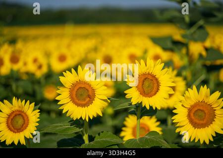 Ape su Girasole a Burnside Farms | NOKESVILLE, Va. — Un’ape raccoglie polline dai fiori centrali di un girasole in primo piano di un campo fitto a Burnside Farms. L’azienda agricola di raccolta autonoma coltiva più di trenta varietà di fiori recisi di Helianthus annuus insieme a girasoli oleosi per il suo festival annuale Estate dei Girasoli, un cambiamento di due generazioni rispetto all’attività originale di fiori recisi all’ingrosso della famiglia Dawley del 1995. Foto Stock